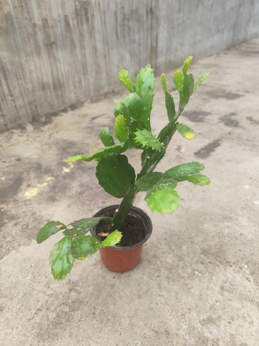 Gullar Opuntsiya kaktus guli