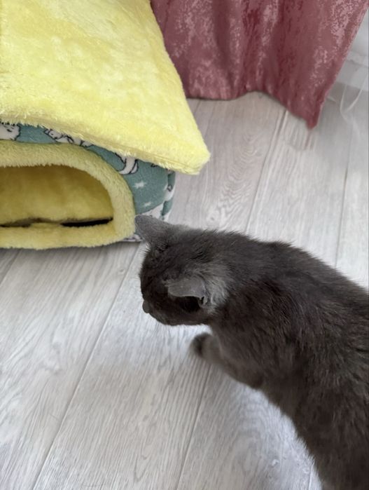 Отдам кошку в хорошие руки.