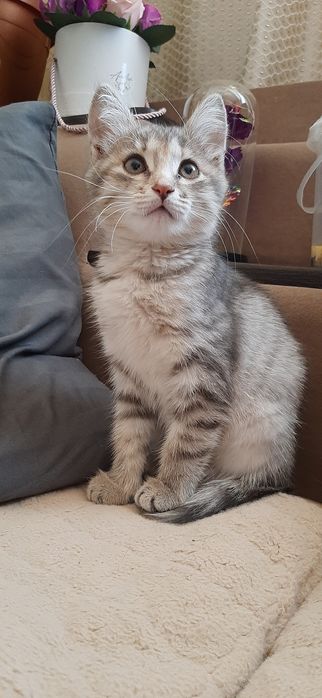 Бесплатно котёнок девочка!