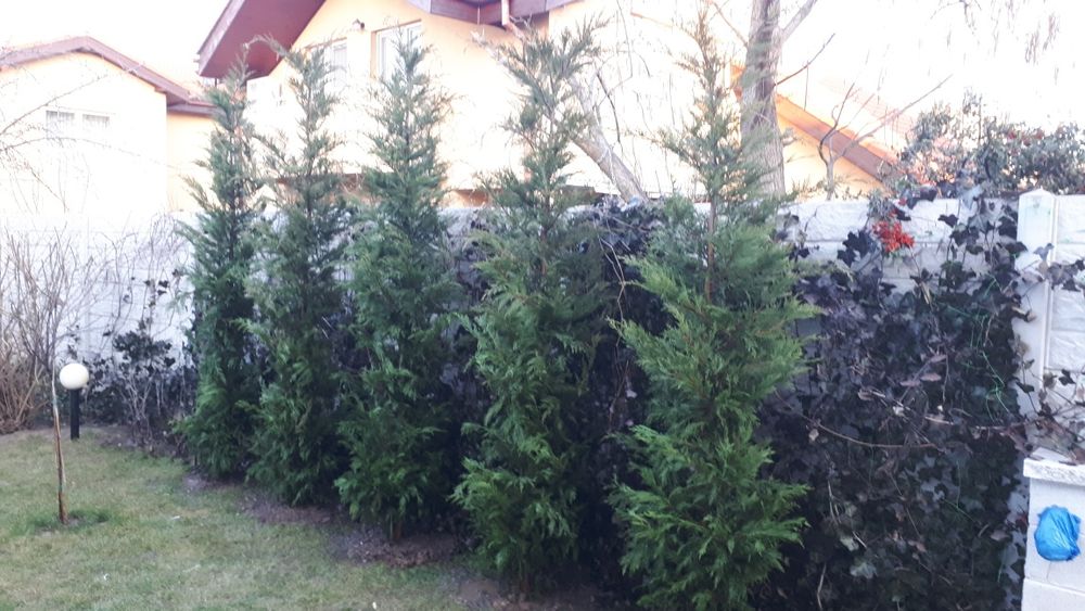 Gard viu lemn cainesc