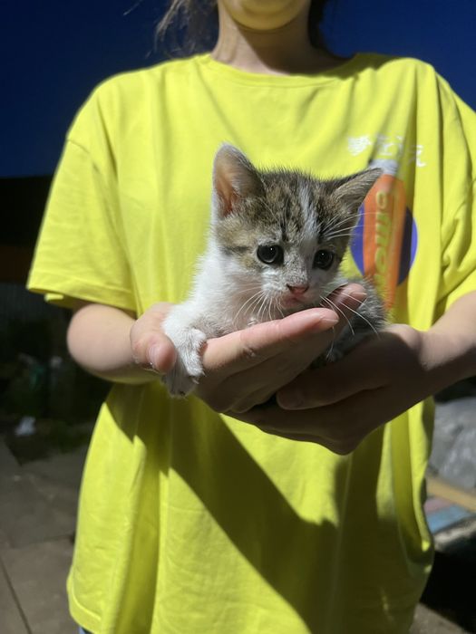 котята в добрые руки