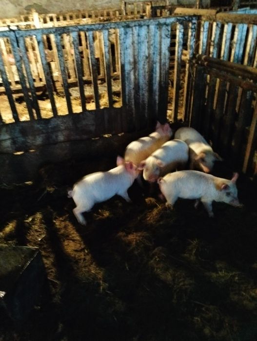 Продам поросят 10 голов