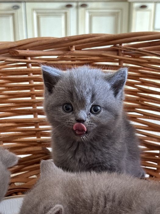 Британские котята