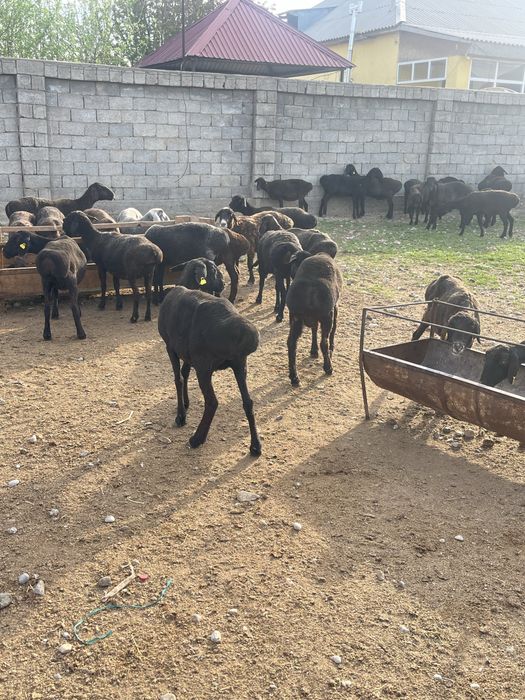 Қой сатылады.Бараны