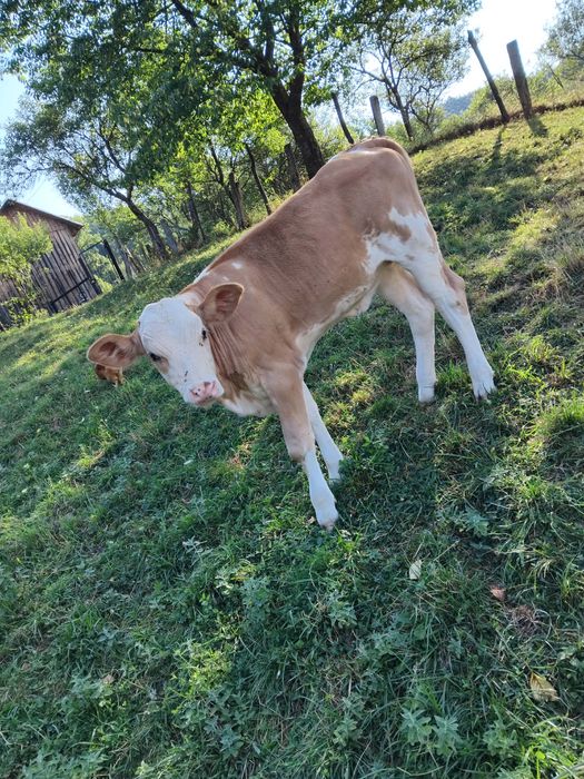 Vând vițea bălțată românească