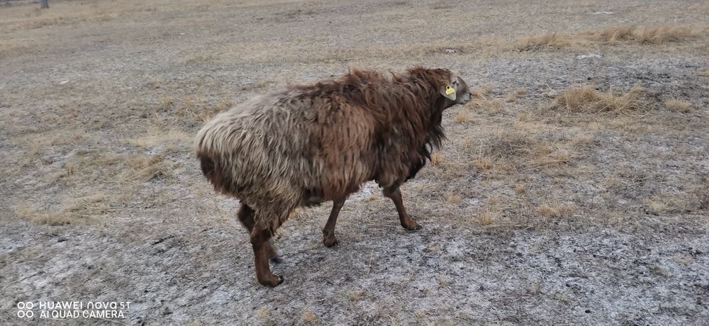 Продам барана производителя