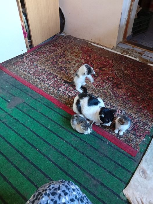 котята отдадим добрые руки