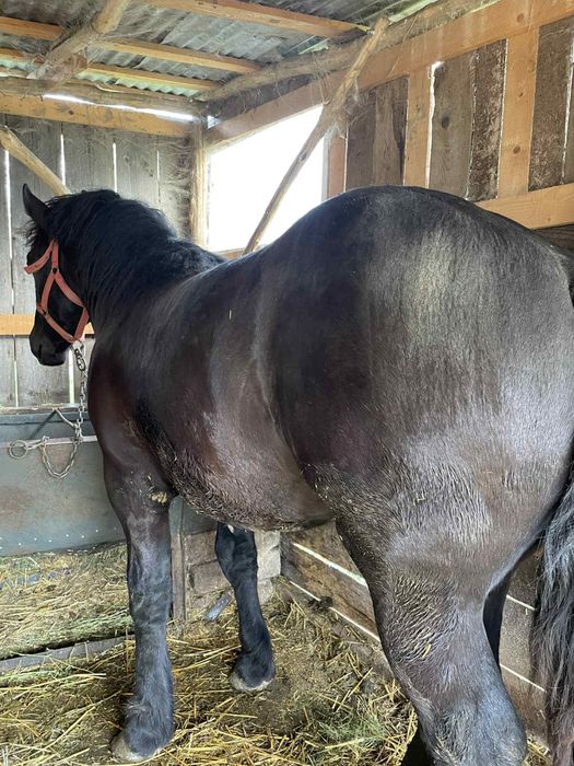 Armasar negru de vanzare