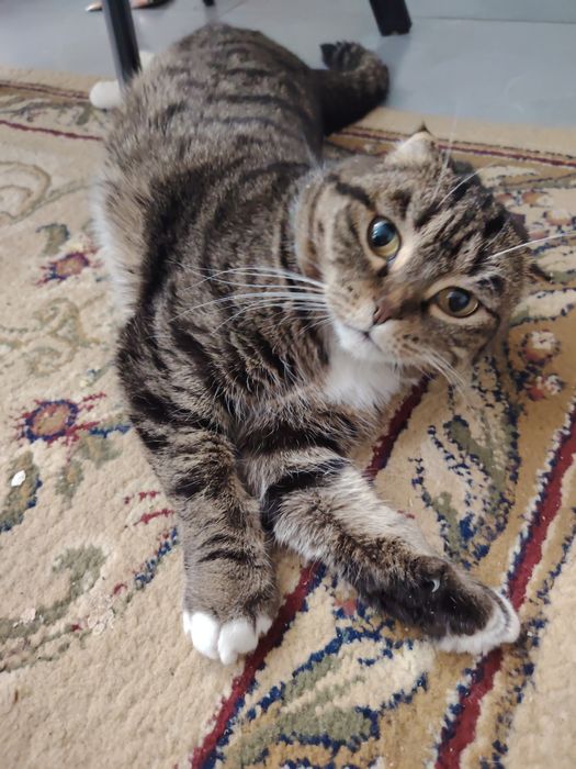 Кошка стерилизованная.