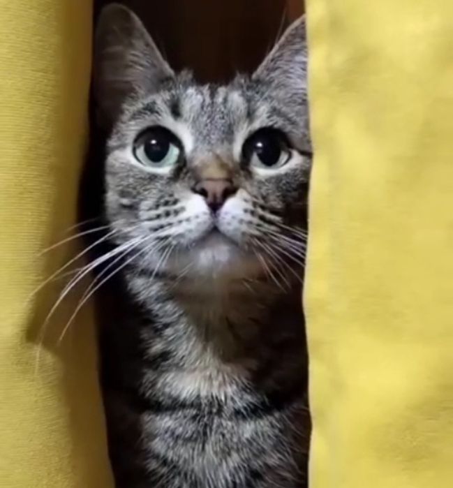 Отдам кошку мышеловку