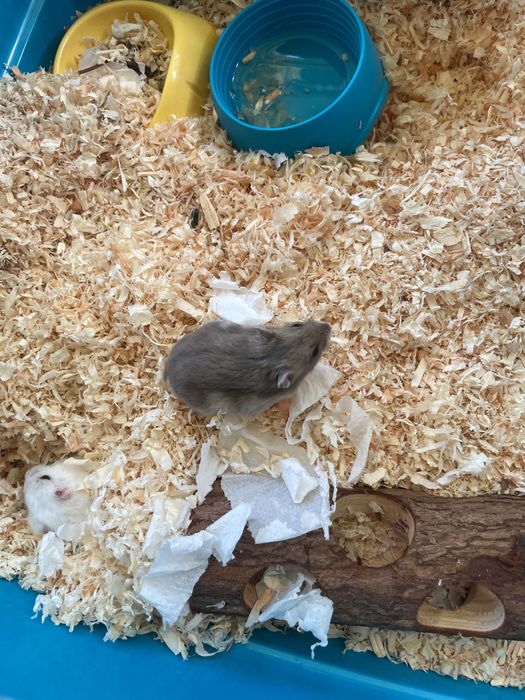 Vand urgent 2 Hamsteri, cu cusca si jucarii. 250 lei in total.