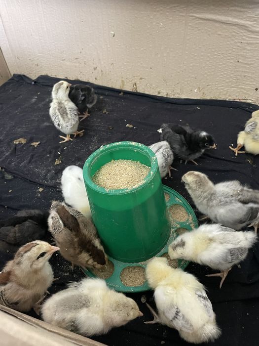 Крупные недельные цыплята