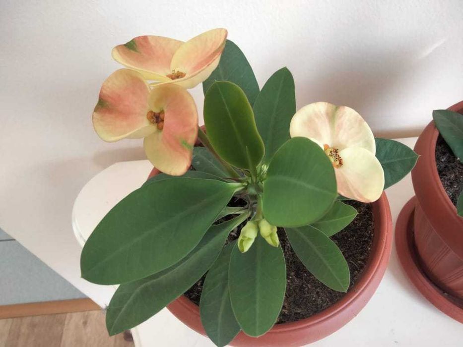 молочай крупноцветковый