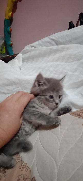 Серый котёнок девочка