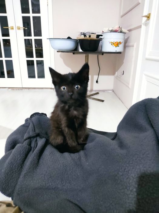 Отдам хорошую котёнка!