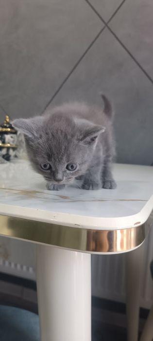 Britanskiy mushuk sotiladi