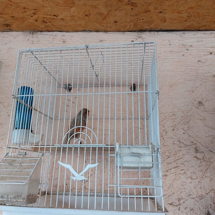 Прадётся канарейка самец