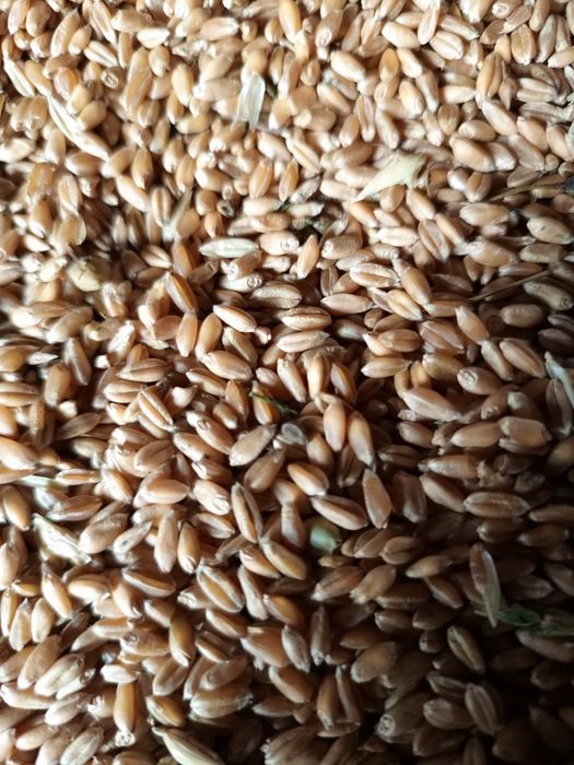 Зерно в мешках Костанай