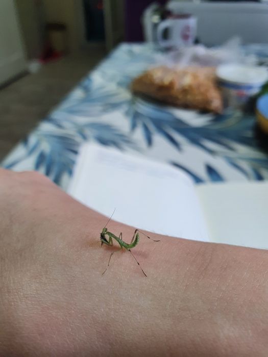 Древесные богомолы