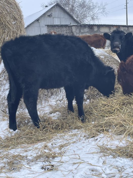 Продам трех быков