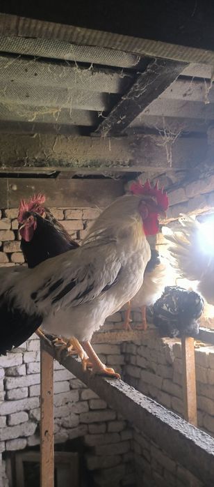 Питухи, в наличии 8 штук