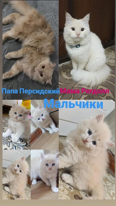 Шикарный пушистый котёнок (полуперс / рэгдолл) с голубыми глазами!