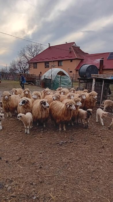Oi de vânzare cu miei