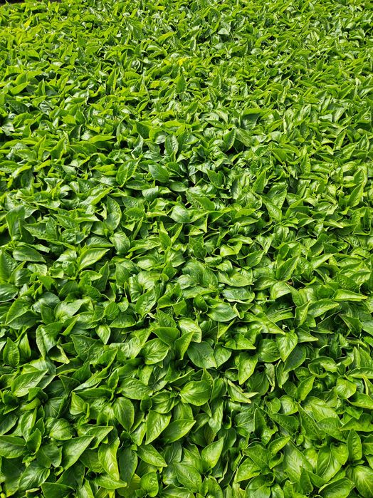 Rasaduri legume 0.8 bani