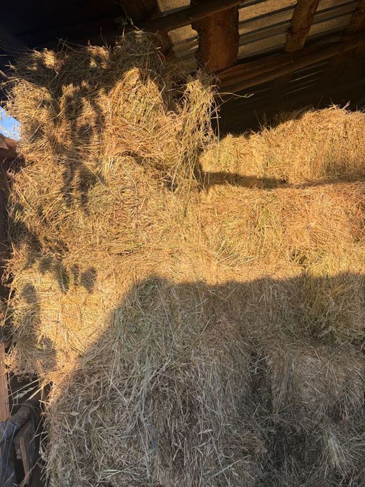 Vând baloți lucernă și iarbă