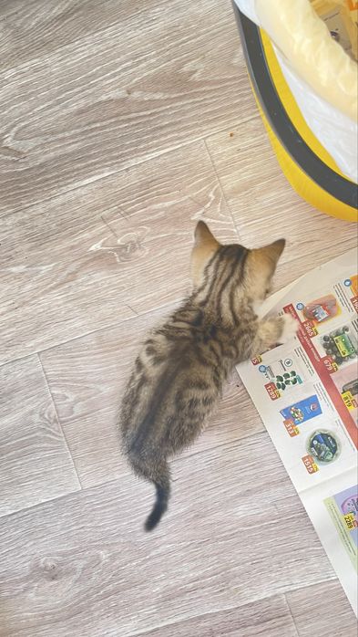 Котята в добрые ручки