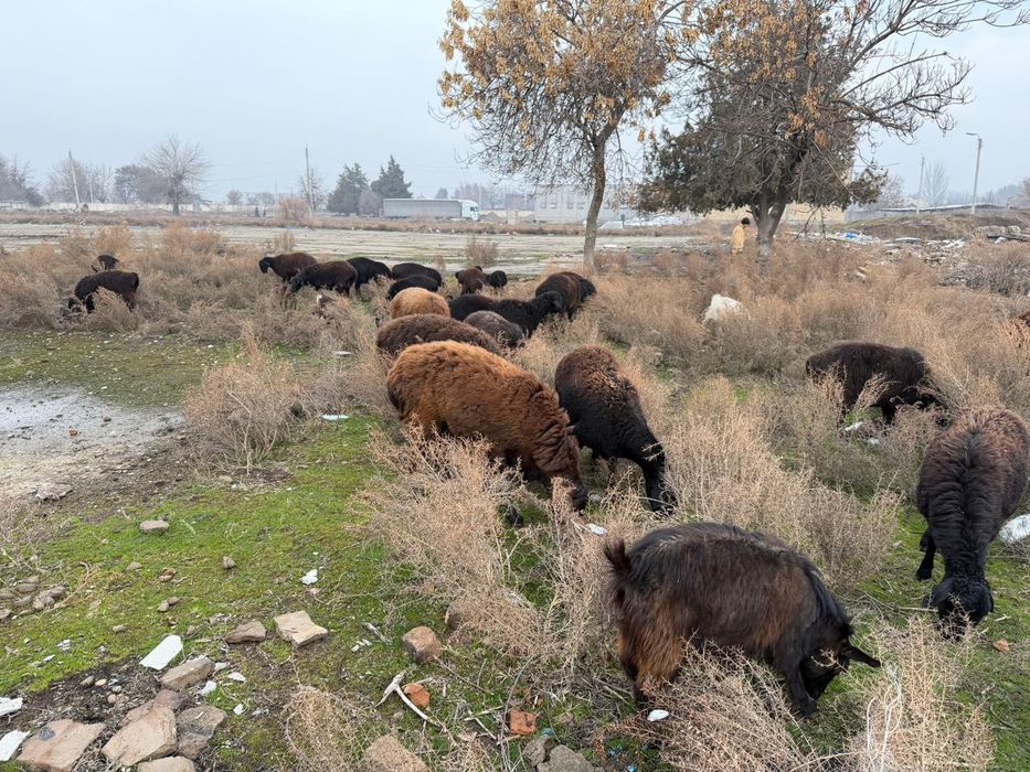 Кошкар сатылады гисары