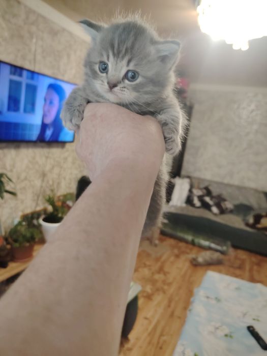 Шотландские малыши