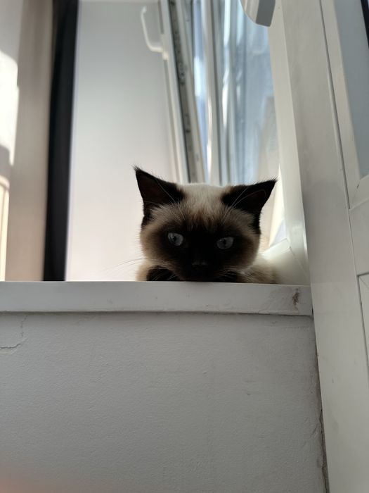 Сиамская кошка!!