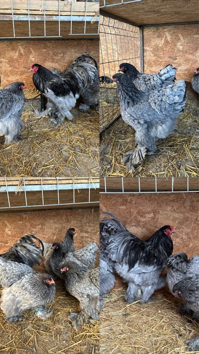 Disponibile ouă si pui brahma