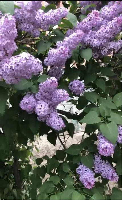 Букет сирень на продажу