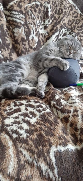 Кот в добрые руки