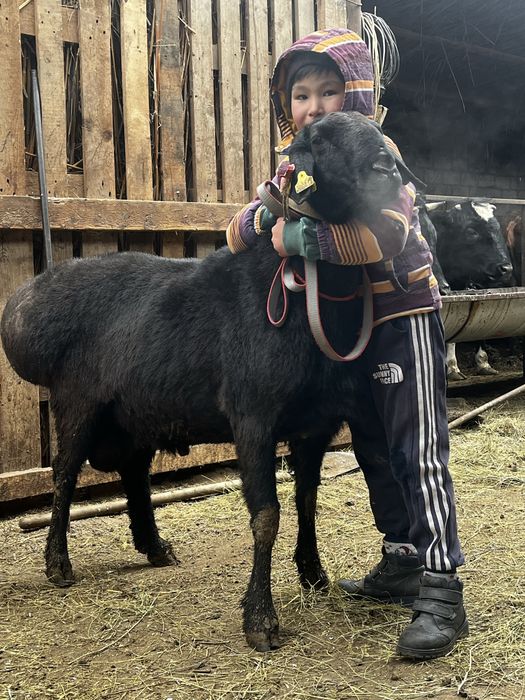 Гиссар арашан кошкарлар Оралда