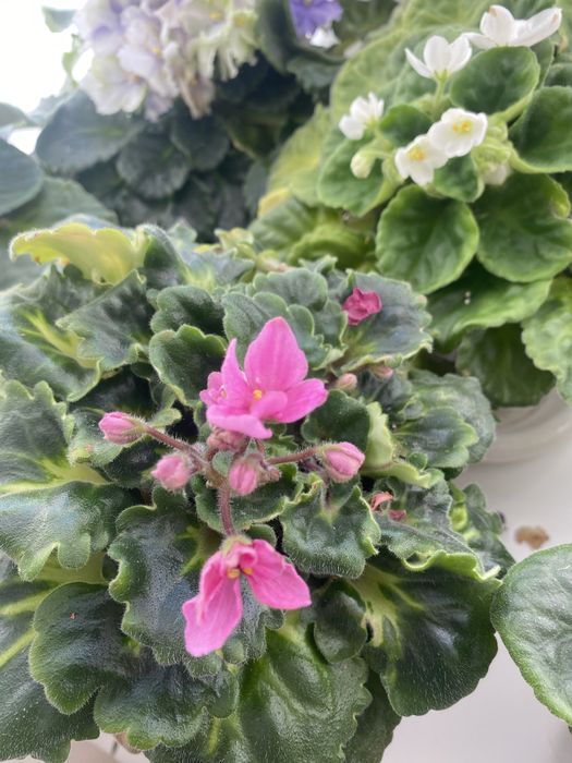 Продам комнатные цветы