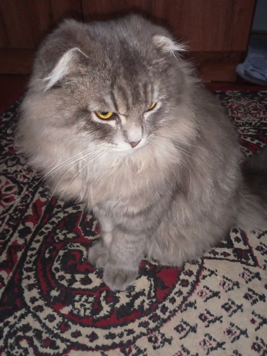 Mushuk 1 yoshli zottor