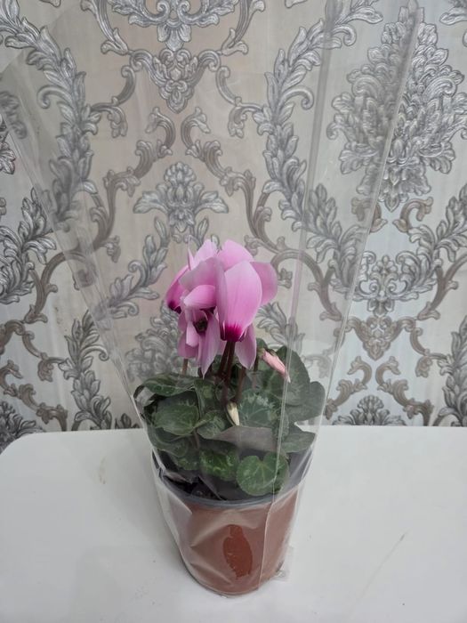 Домашный цветы на выбор