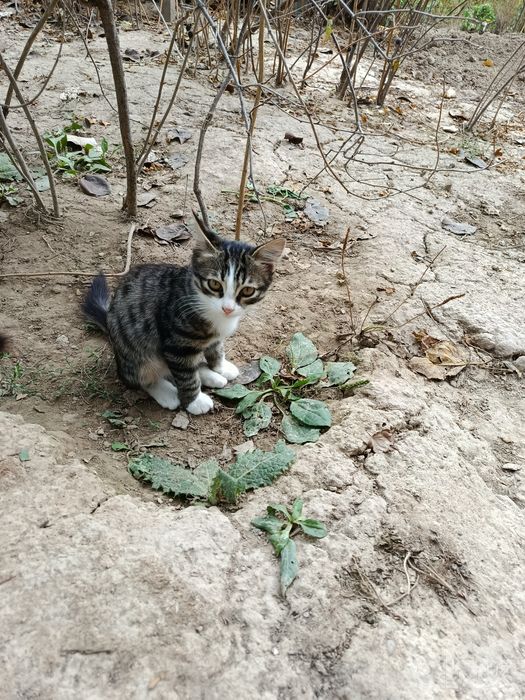 Котенок пристраивается.