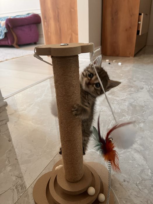 Продам котенка Скоттиш страйт