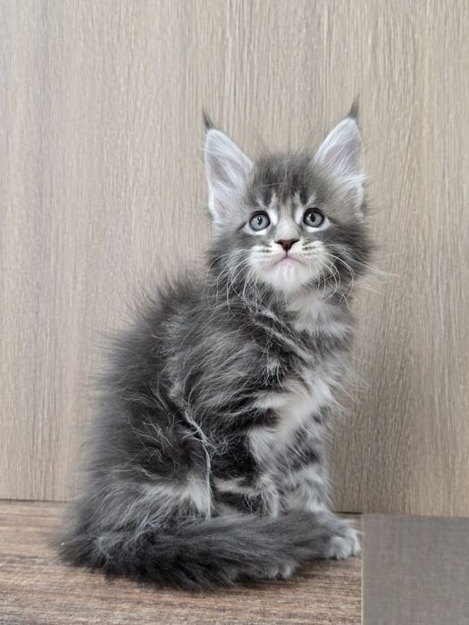 Шикарный мальчик мейн-куна