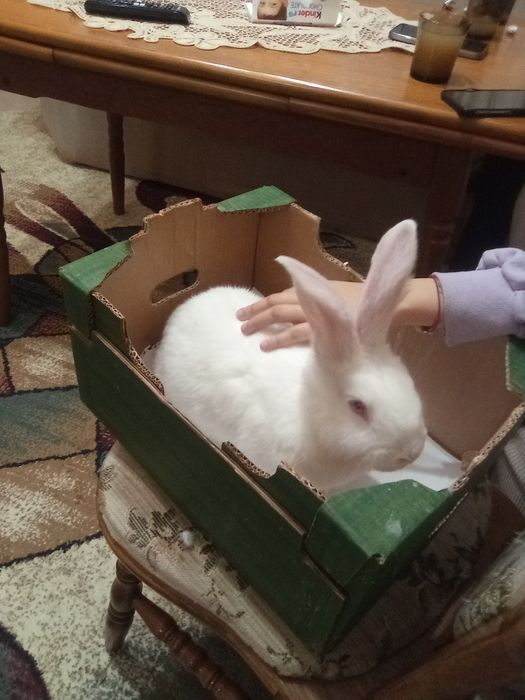 Vind O iepurita janet sí tineret