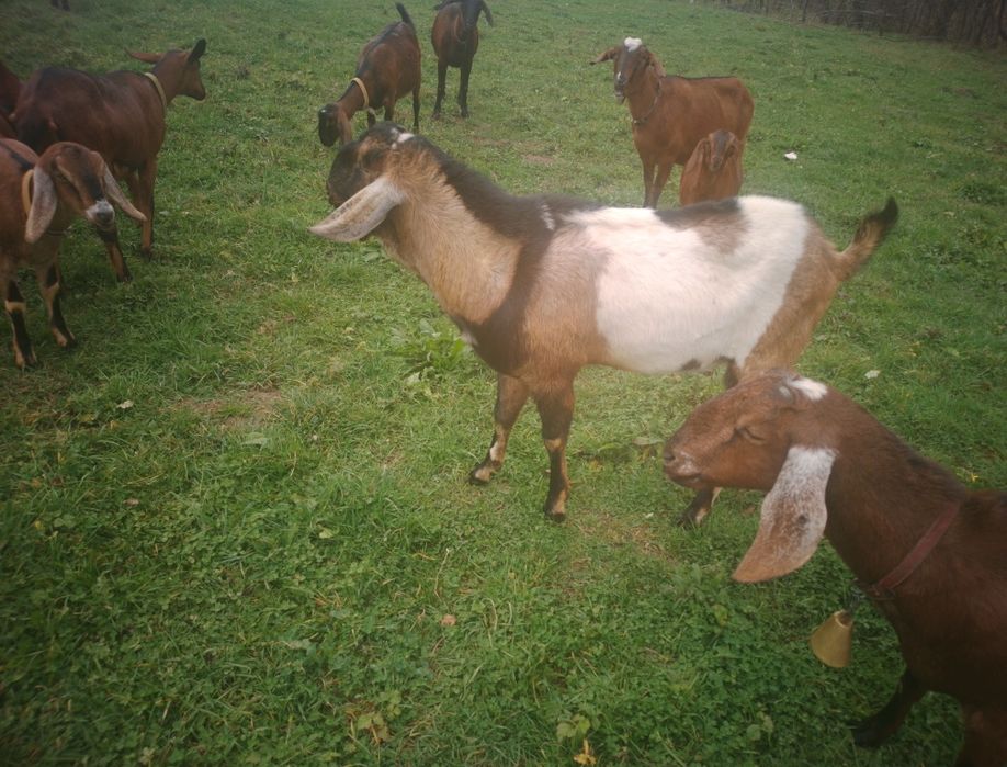 Țap de rasă anglo-nubian