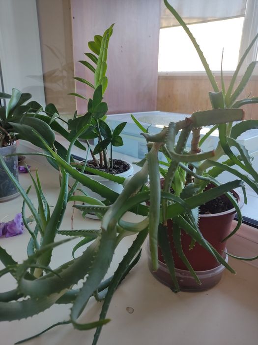 Продам прекрасное алоэ Вера