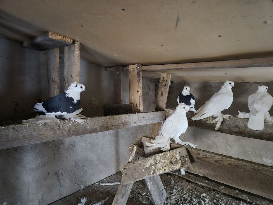 Голуби домашние .