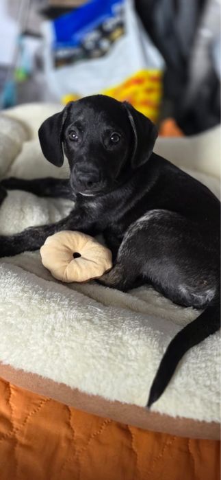 Щенки в поиске дома