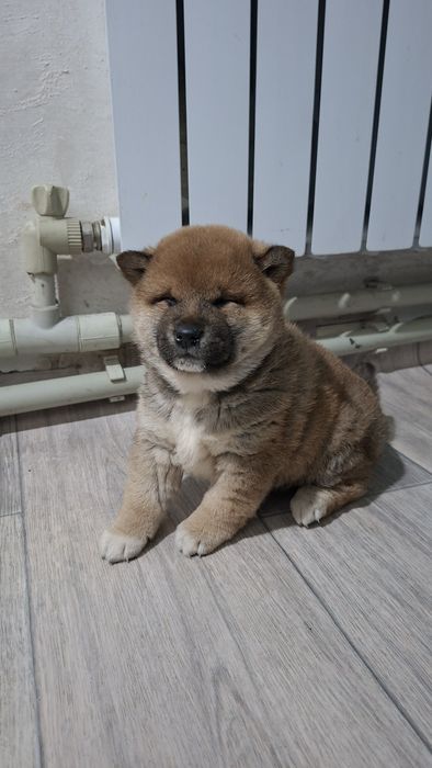 Продам щенков Сиба-ину мальчики )