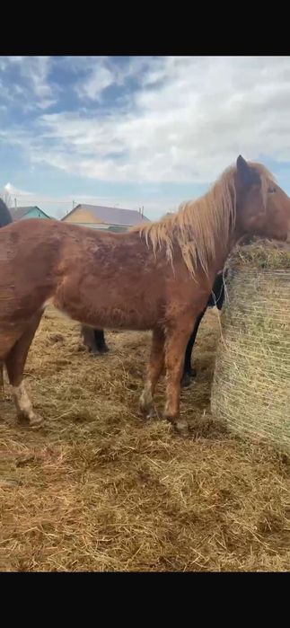 Продам кобыл.   .